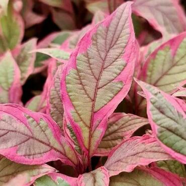 Дерен белый Миракл (Cornus alba 'Miracle')