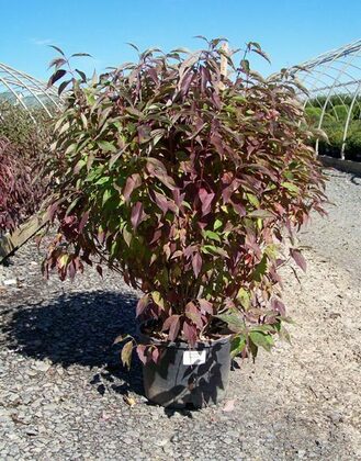 Дерен белый Ред гном (Cornus alba 'Red Gnome')