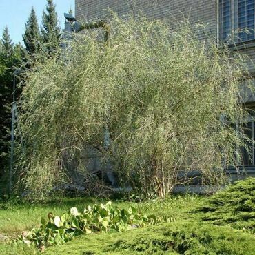 Ива Курайская (Salix 'Kuraiskaya')