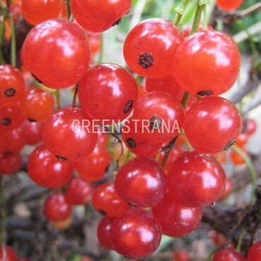 Смородина красная Лучезарная (Ribes rubrum 'Luchezarnaya')