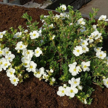 Лапчатка кустарниковая Белла Лиза (Potentilla fruticosa 'Bella Lisa')