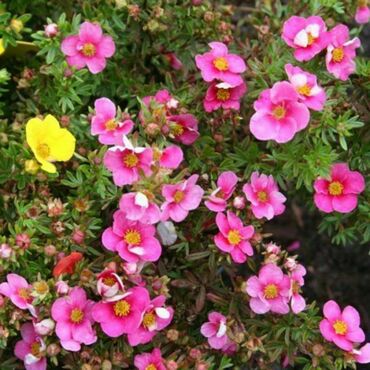 Лапчатка кустарниковая Белла Роза (Potentilla fruticosa 'Bella Rosa')