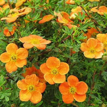 Лапчатка кустарниковая Белла Сол (Potentilla fruticosa 'Bella Sol')