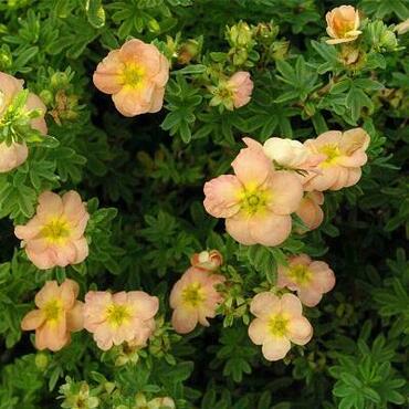 Лапчатка кустарниковая Белла Эппл (Potentilla fruticosa 'Bella Apple')