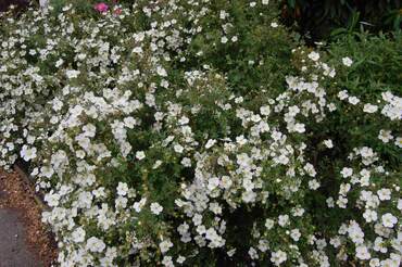 Лапчатка кустарниковая Медик Уиил Маунт (Potentilla fruticosa 'Medicine Wheel Mountain')