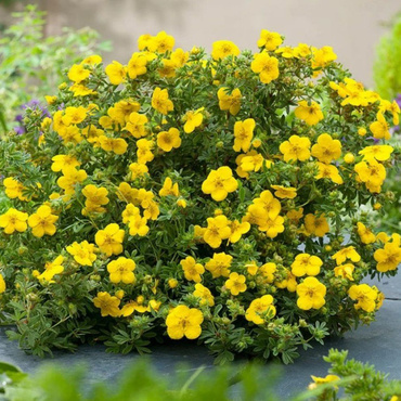 Лапчатка кустарниковая Хендлин Белла Линдси (Potentilla fruticosa 'Hachlin's Bella Lindsay')