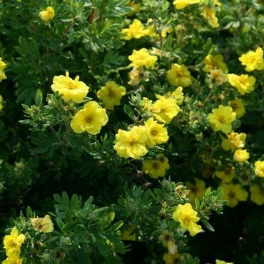 Лапчатка кустарниковая Цитрус Тарт (Potentilla fruticosa 'Citrus Tart')