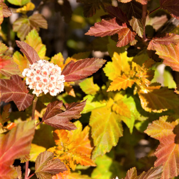 Пузыреплодник калинолистный Меджикал Рэспберри Лимонад (Physocarpus opulifolius 'Magical Raspberry Lemonade')