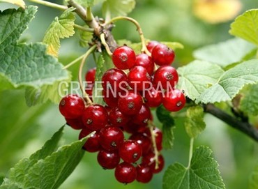 Смородина красная Натали (Ribes rubrum 'Natali')