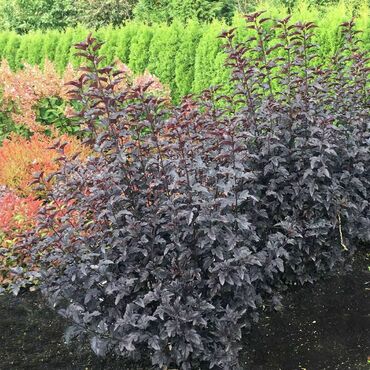 Пузыреплодник калинолистный Пантера (Physocarpus opulifolius 'Panther')