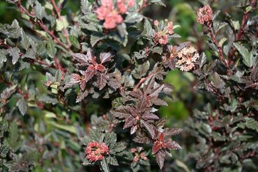 Пузыреплодник калинолистный Спайси Девил (Physocarpus opulifolius 'Spicy Devil')