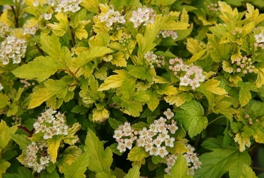 Пузыреплодник калинолистный Тайни Вайн Голд (Physocarpus opulifolius 'Tiny Wine Gold')