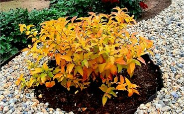 Спирея японская Голден Джек (Spiraea japonica 'Golden Jack')