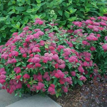 Спирея японская Дабл Плэй Дузи (Spiraea japonica 'Double Play Doozie')