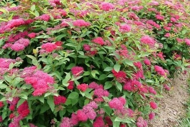 Спирея японская Дабл Плэй Ред (Spiraea japonica 'Double Play Red')