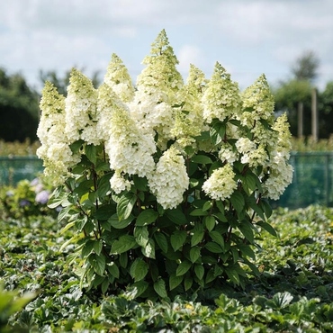 Гортензия метельчатая Меджикал Килиманджаро (Hydrangea paniculata 'Magical Kilimanjaro')