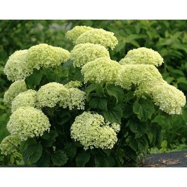 Гортензия древовидная Белла Рагацца Лиметта (Hydrangea arborescens 'BellaRagazza Limetta')