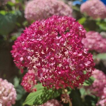 Гортензия древовидная Сорбет (Hydrangea arborescens 'Sorbet')