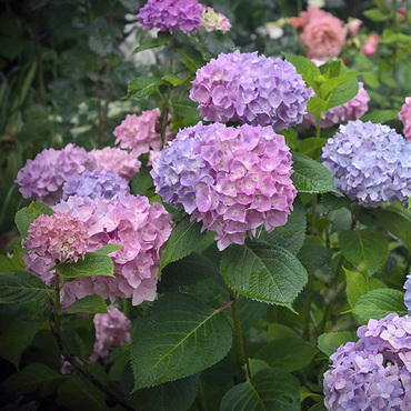 Гортензия крупнолистная Зе Ориджинал (Hydrangea macrophylla 'The Original')