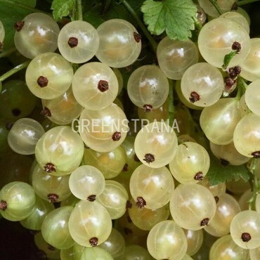 Смородина белая Белая фея (Ribes niveum 'Belaya Feyya')