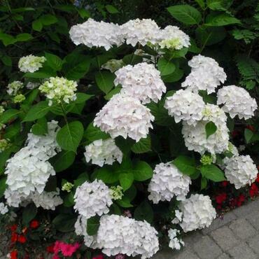 Гортензия древовидная Эндлесс Саммер Зе Брайд (Hydrangea macrophylla 'Endless Summer The Bride')