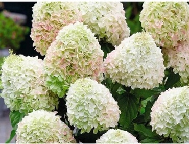 Гортензия метельчатая Би Хэппи (Hydrangea paniculata 'Bee Happy')
