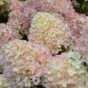 Гортензия метельчатая Гарденлайт Вайт Лайт (Hydrangea paniculata 'Gardenlight Whitelight')