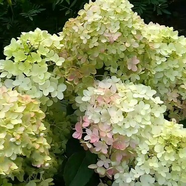 Гортензия метельчатая Меджикал Андес (Hydrangea paniculata 'Magical Andes')