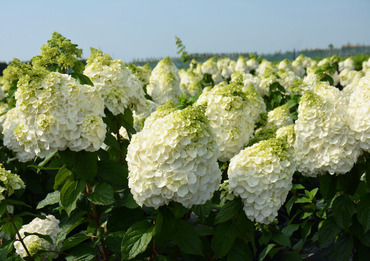 Гортензия метельчатая Меджикал Монт Бланк (Hydrangea paniculata 'Magical Mont Blanc')