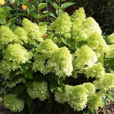 Гортензия метельчатая Панателла (Hydrangea paniculata 'Panatella')