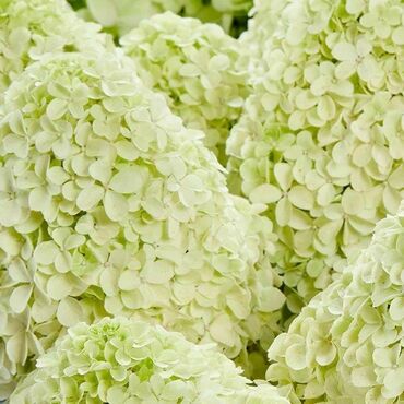 Гортензия метельчатая Пандалус (Hydrangea paniculata 'Pandalus')