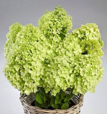 Гортензия метельчатая Пандора (Hydrangea paniculata 'Pandora')