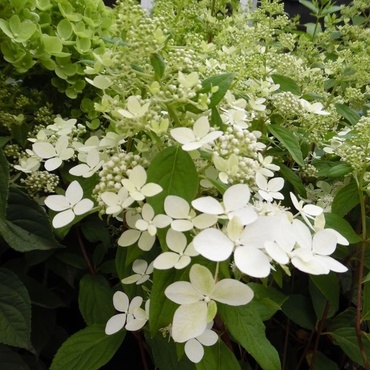 Гортензия метельчатая Пандрия (Hydrangea paniculata 'Pandria')