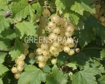 Смородина белая Версальская (Ribes niveum 'Versalskaya')