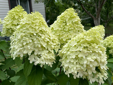 Гортензия метельчатая Панзола (Hydrangea paniculata 'Panzola')