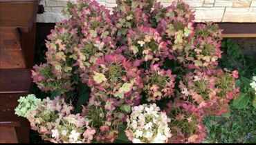 Гортензия метельчатая Панфлора (Hydrangea paniculata 'Panflora')