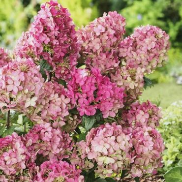 Гортензия метельчатая Петит Стар (Hydrangea paniculata 'Petite Star')