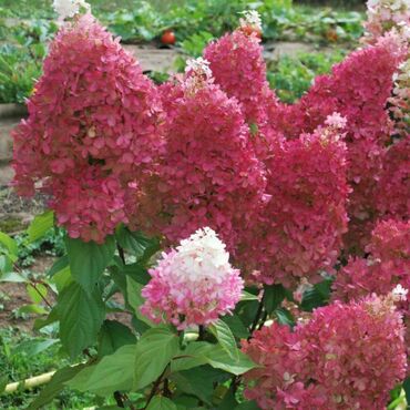 Гортензия метельчатая Петит Флори (Hydrangea paniculata 'Petite Flori')