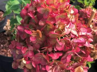 Гортензия метельчатая Петит Черри (Hydrangea paniculata 'Petite Cherry')