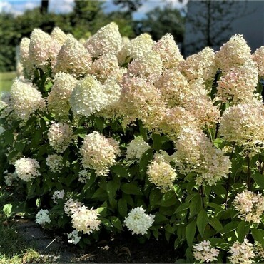 Гортензия метельчатая Пинкачу (Hydrangea paniculata 'Pinkachu')