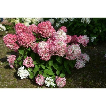Гортензия метельчатая Пинки Промис (Hydrangea paniculata 'Pinky Promise')