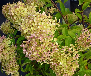 Гортензия метельчатая Романтик Айс (Hydrangea paniculata 'Romantic Ace')