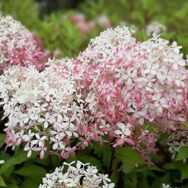 Гортензия метельчатая Роял Флауэр (Hydrangea paniculata 'Royal Flower')