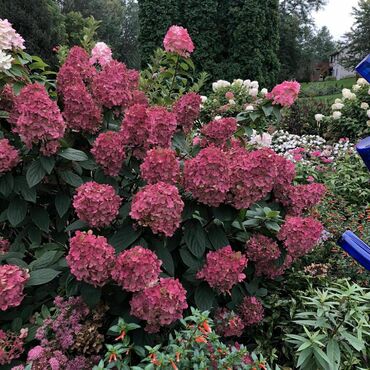 Гортензия метельчатая Файер Лайт (Hydrangea paniculata 'Fire Light')