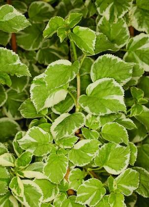 Гортензия черешковая Сильвер лайнинг (Hydrangea anomala subsp. petiolaris 'Silver Lining')