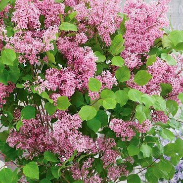 Сирень Мейера Флауэрфеста Пинк (Syringa meyeri 'Flowerfesta Pink')