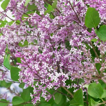 Сирень Мейера Флауэрфеста Пурпл (Syringa meyeri 'Flowerfesta Purple')