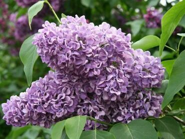 Сирень обыкновенная Алексей Маресьев (Syringa vulgaris 'Aleksey Maresyev')