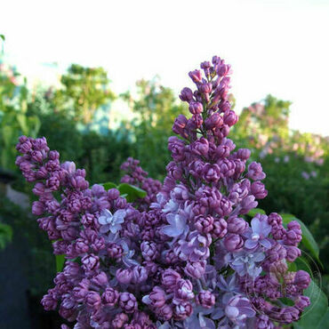 Сирень обыкновенная Лиловая пирамида (Syringa vulgaris 'Lilovaia Piramida')
