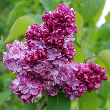 Сирень обыкновенная Президент Пуанкаре (Syringa vulgaris 'President Poincare')